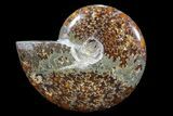Polished, Agatized Ammonite (Cleoniceras) - Madagascar #88067-1